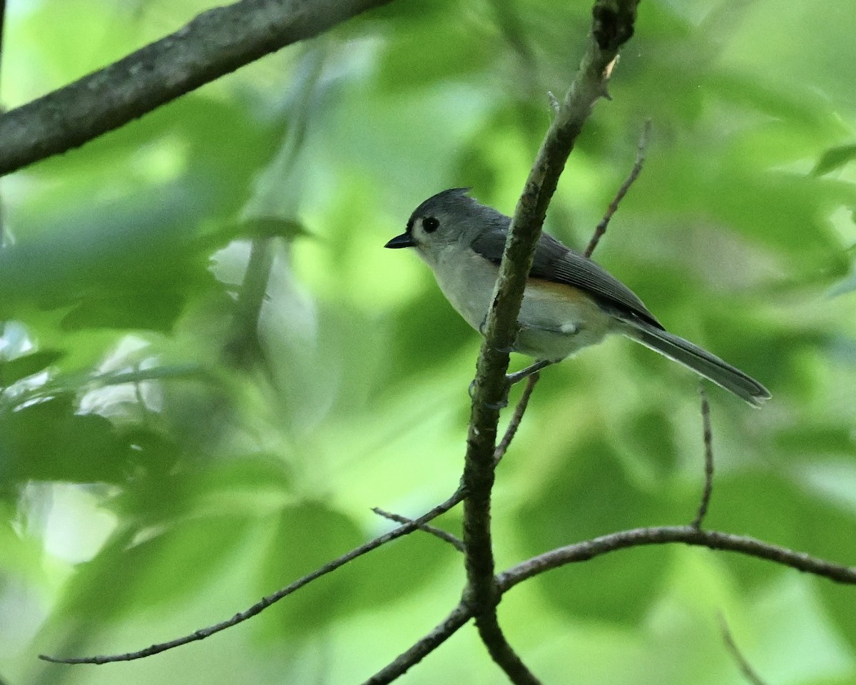 Tufted Titmouse - Joe Wujcik