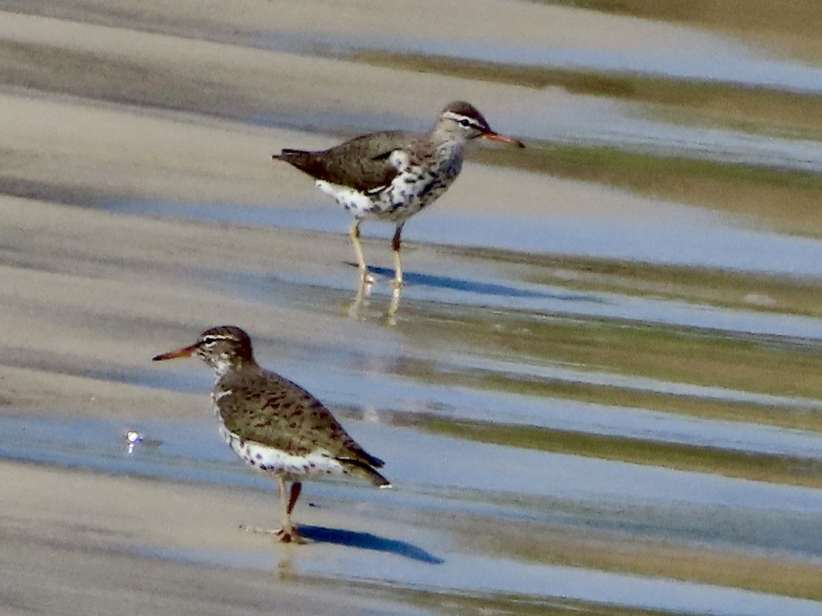 Spotted Sandpiper - Stephanie Parker