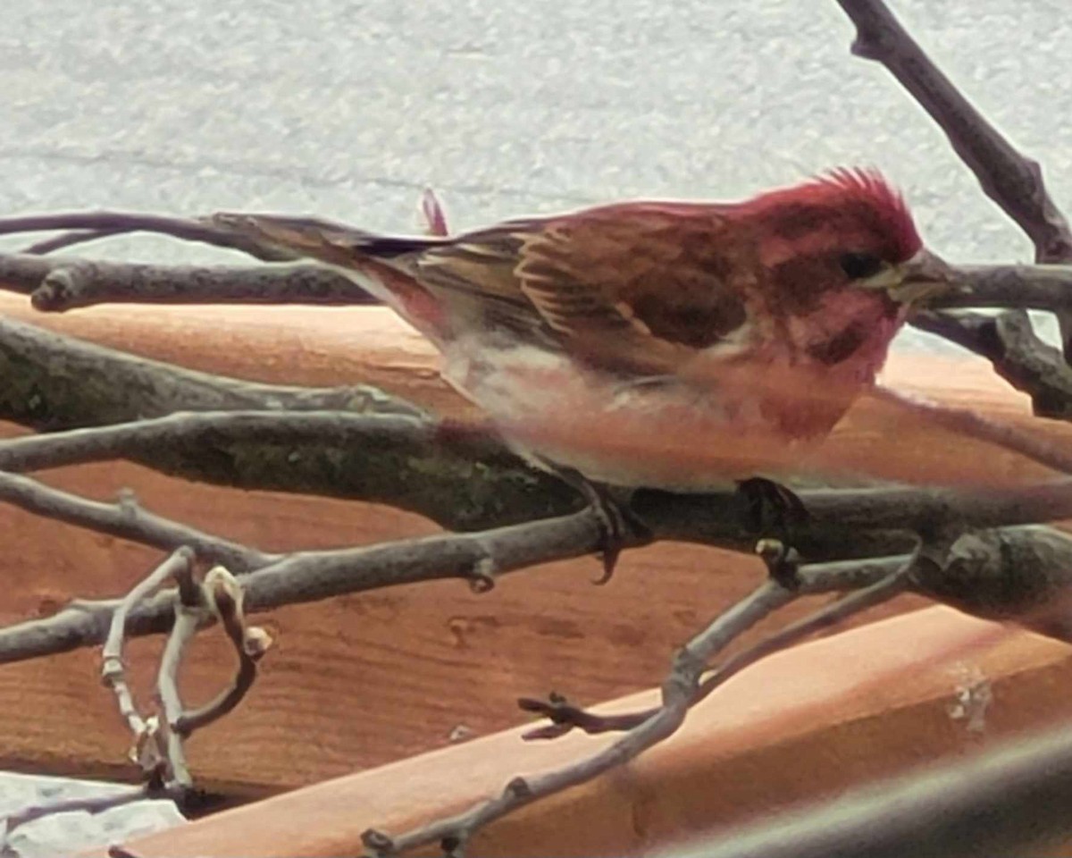 Purple Finch - ML618150140
