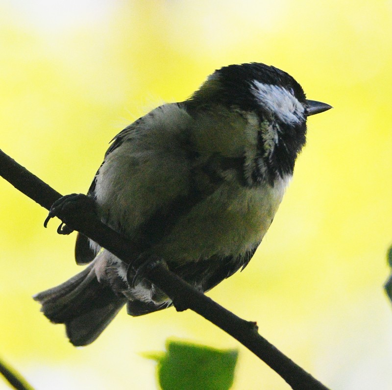 Great Tit - ML618150141