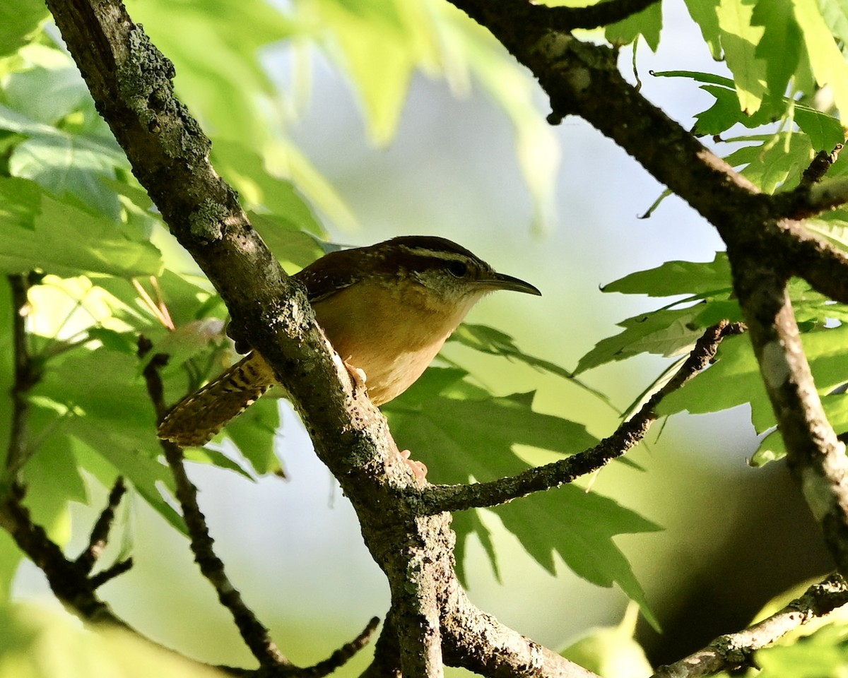 Carolina Wren - Joe Wujcik