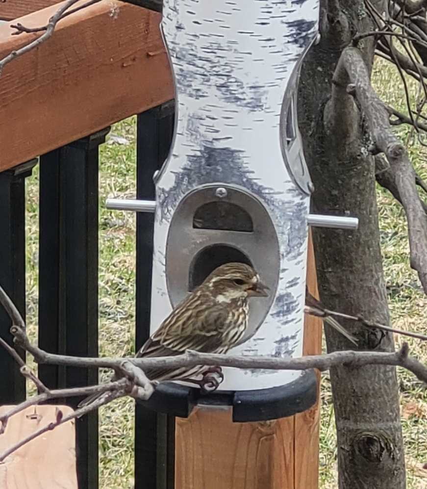 Purple Finch - ML618150155