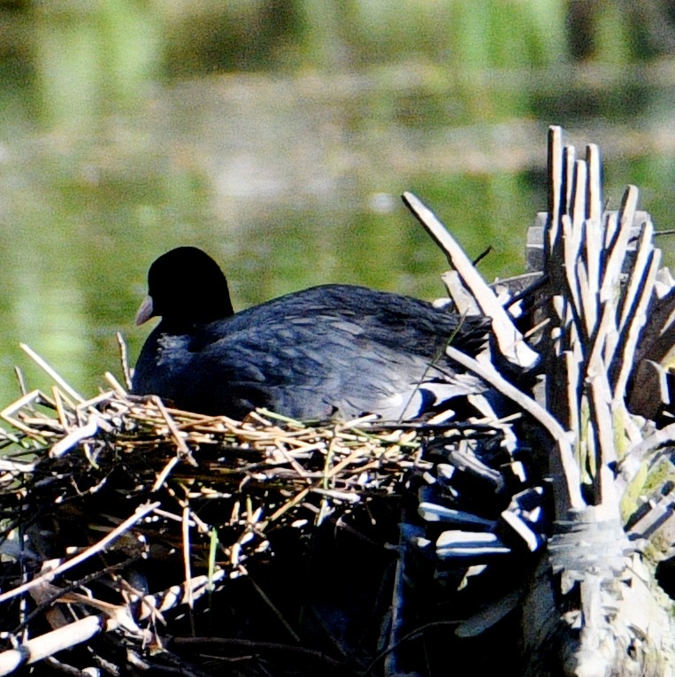 Eurasian Coot - ML618150156