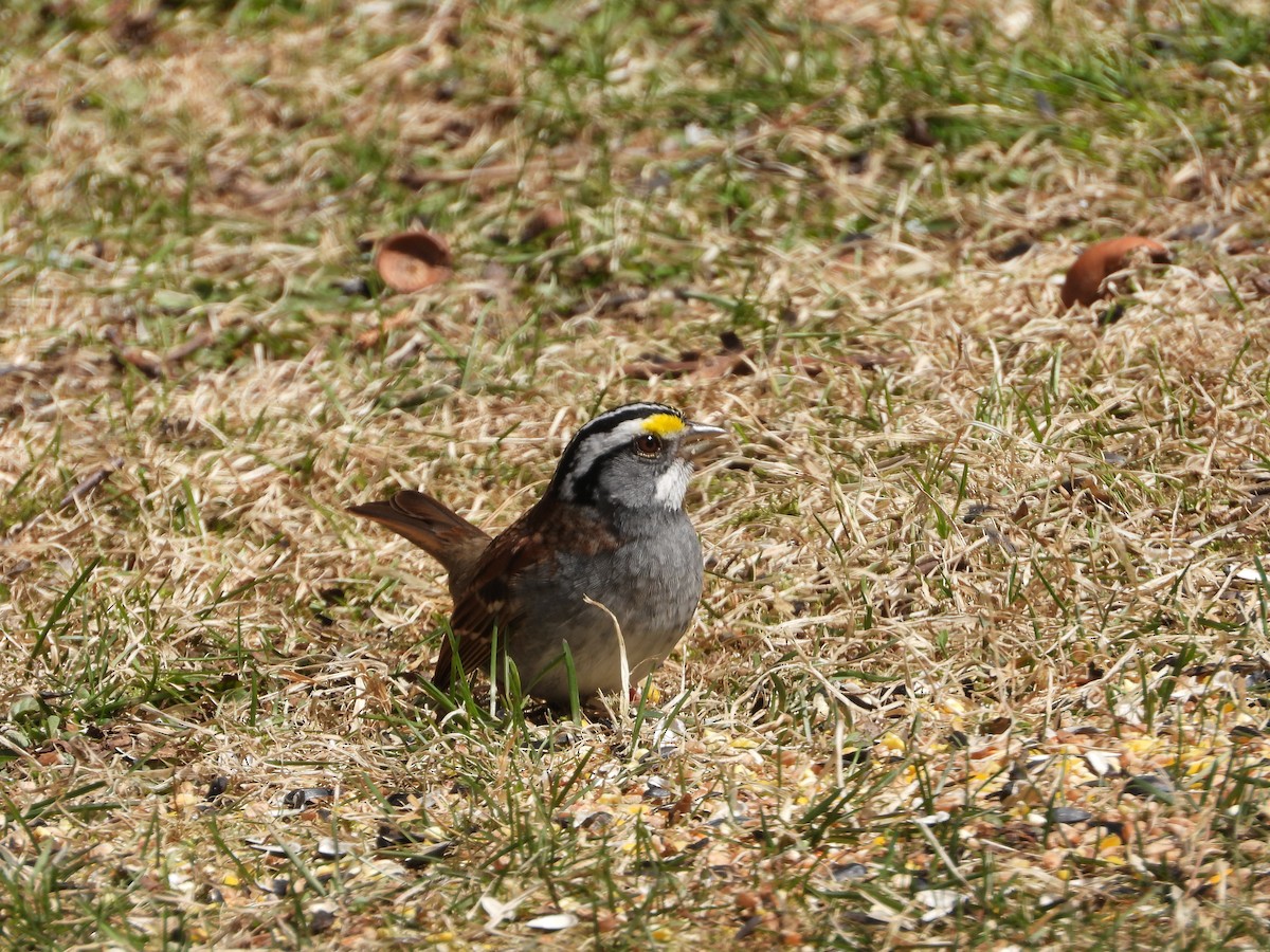 White-throated Sparrow - Daniel Coderre