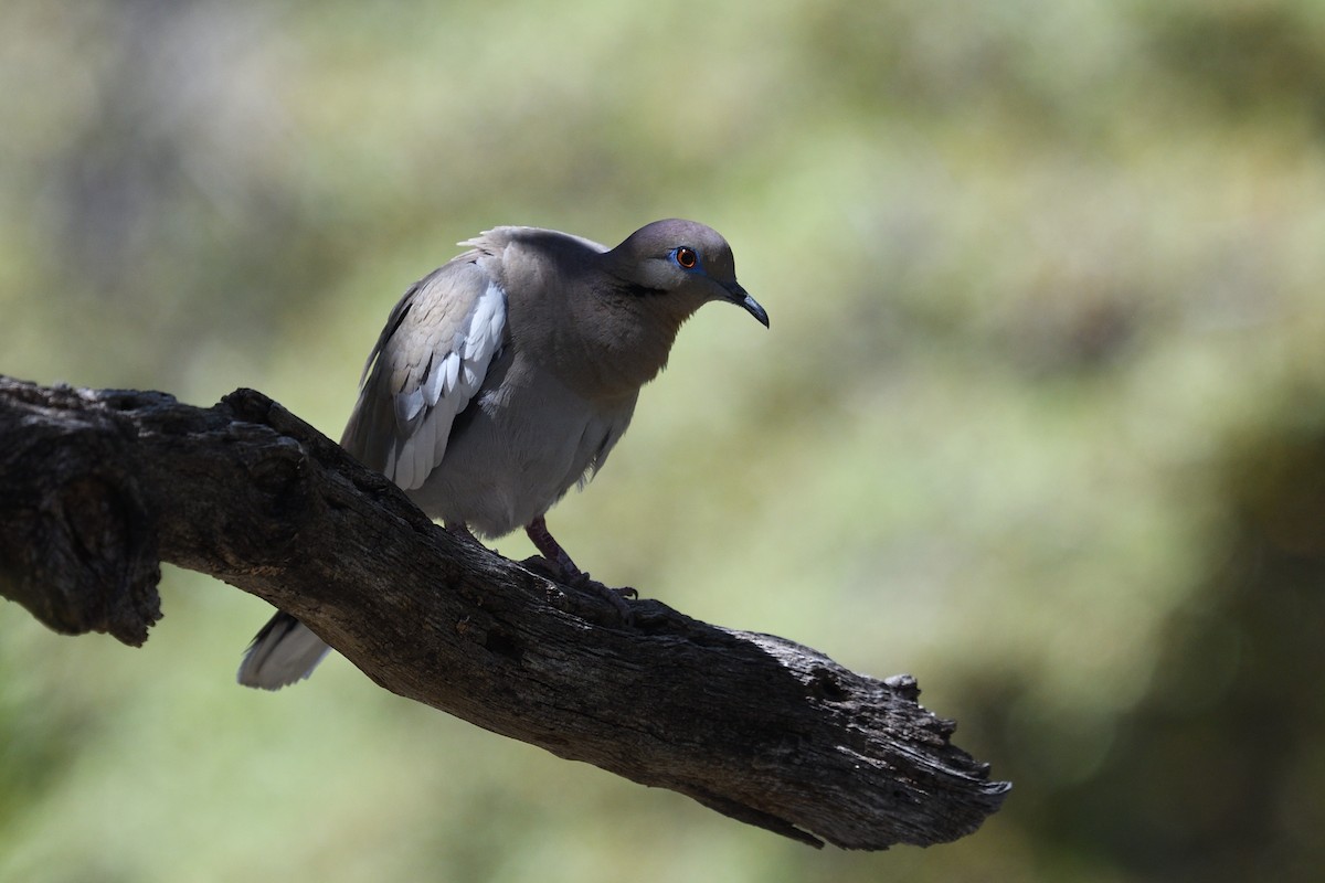 White-winged Dove - Shane Carroll