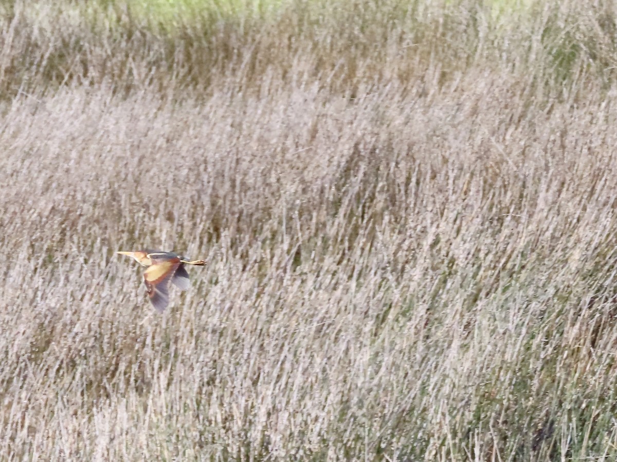 Least Bittern - Stephanie Parker