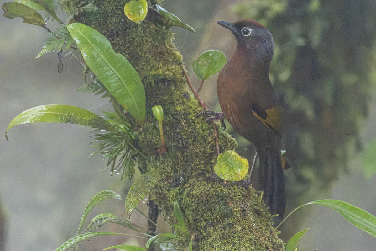 Malayan Laughingthrush - ML618150178