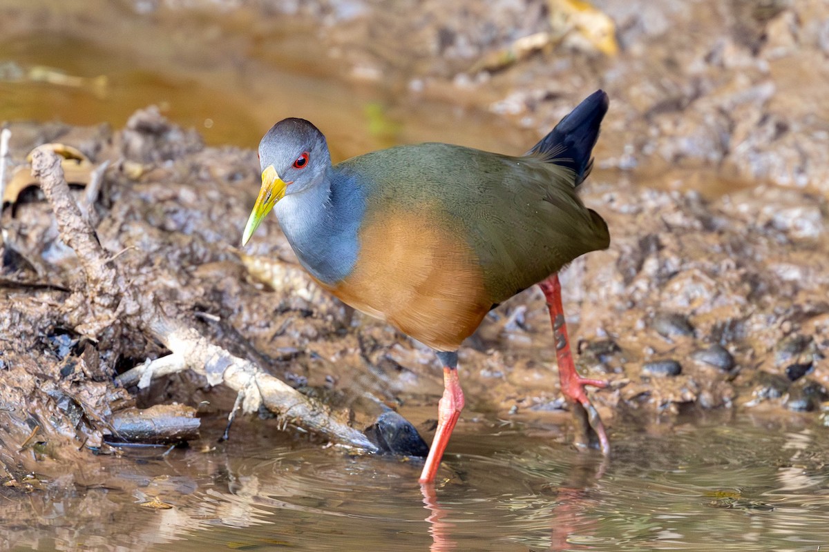 Gray-cowled Wood-Rail - Fernando Calmon