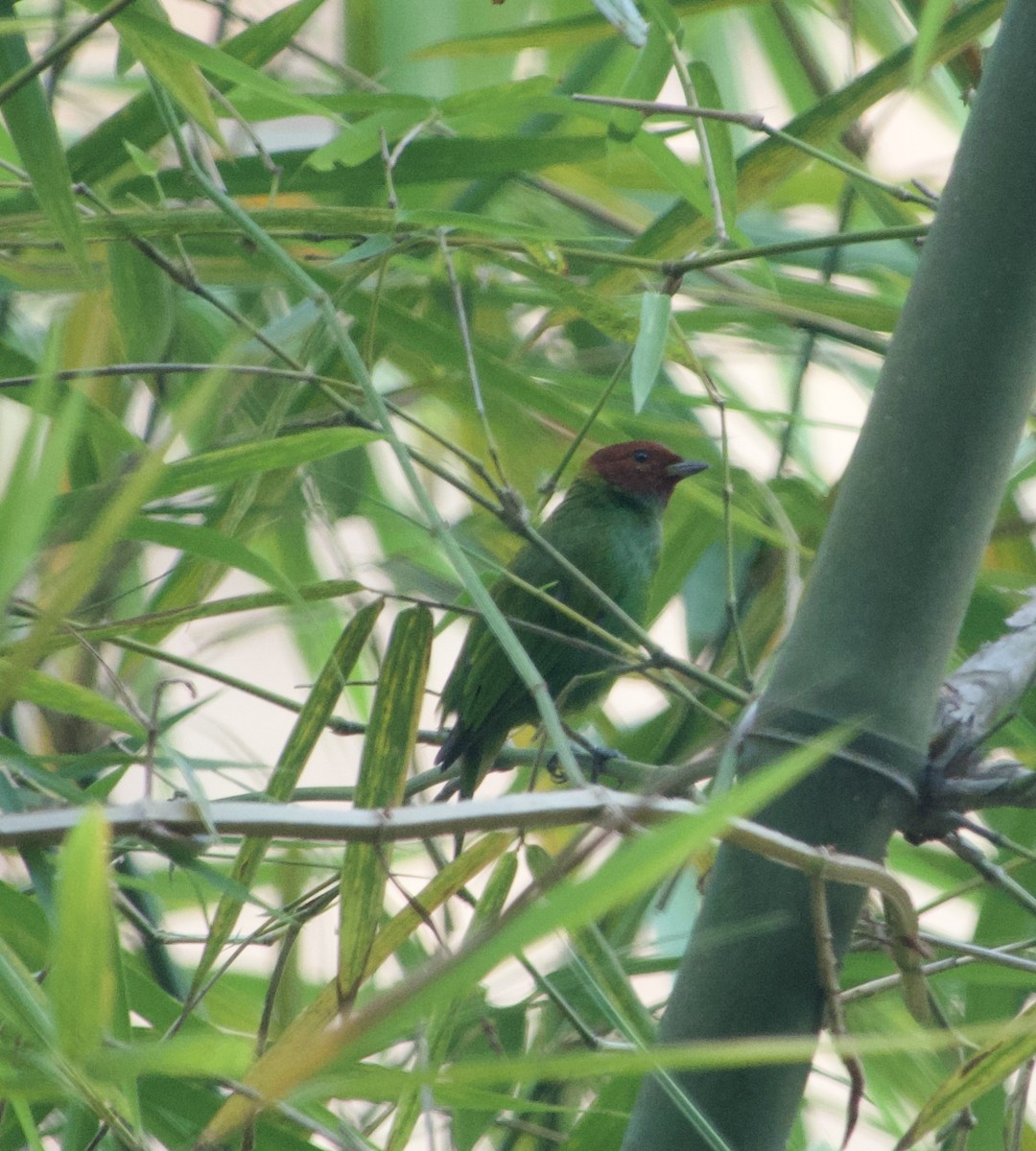 Bay-headed Tanager - Maria Isabel Mantilla Mantilla