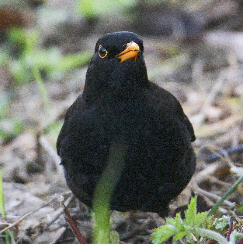 Eurasian Blackbird - Jos Simons