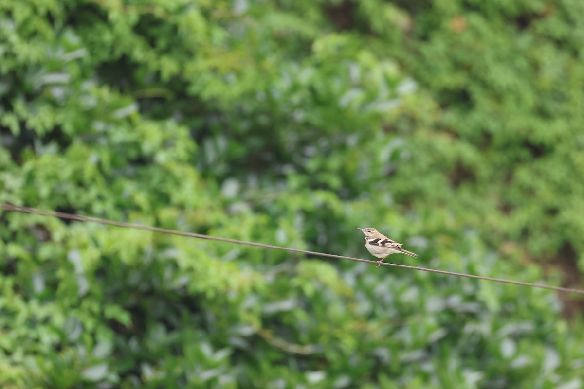 Forest Wagtail - Chi-Hsuan Shao