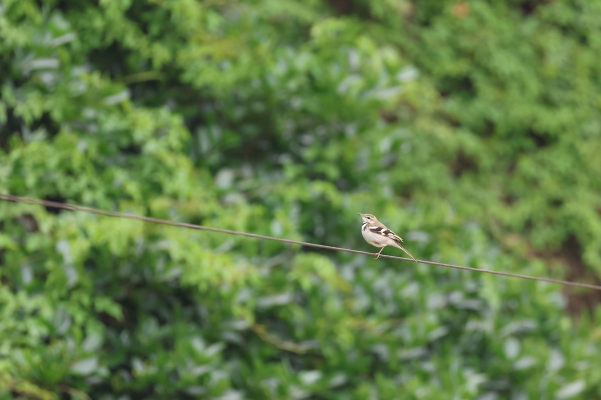 Forest Wagtail - Chi-Hsuan Shao