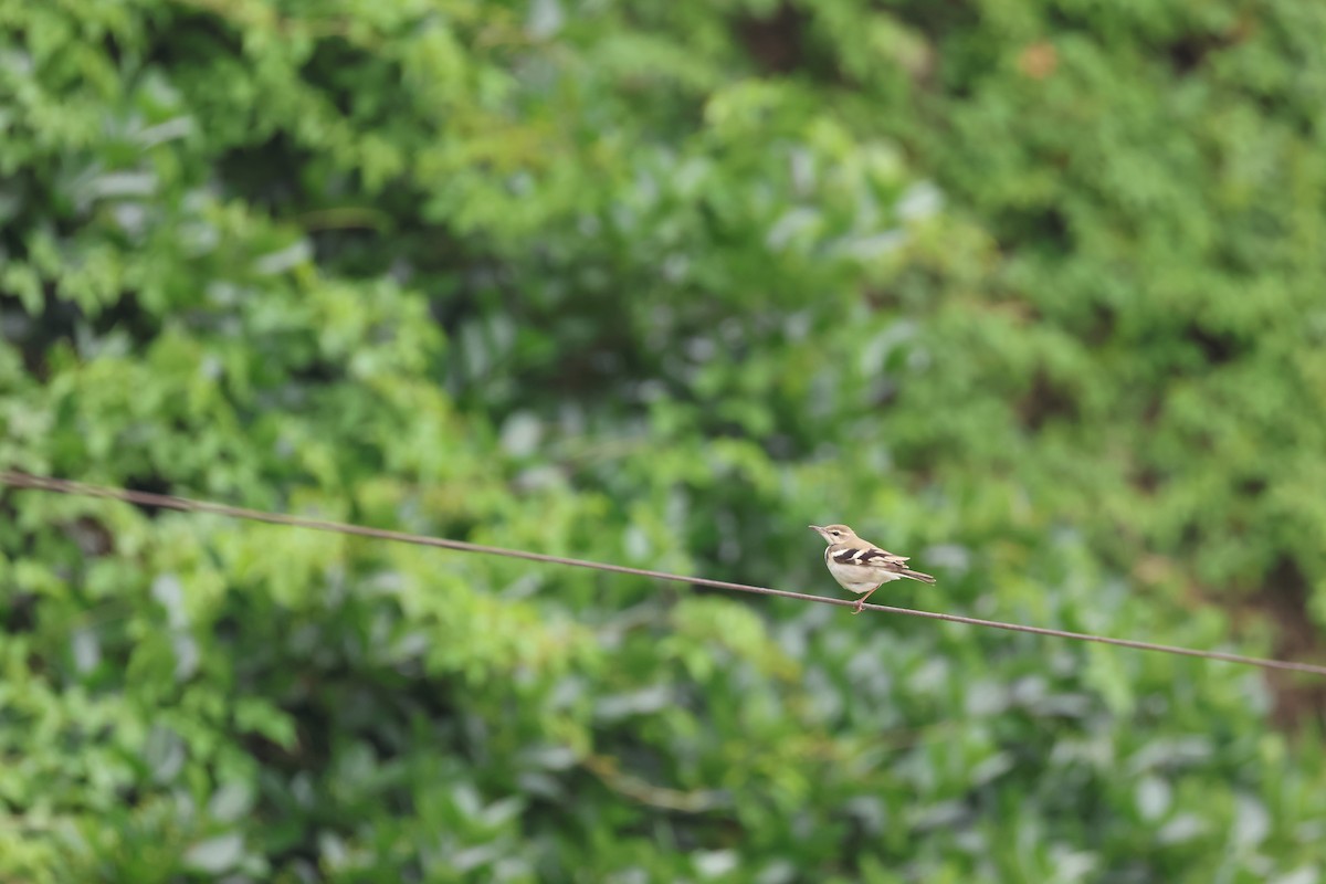 Forest Wagtail - Chi-Hsuan Shao