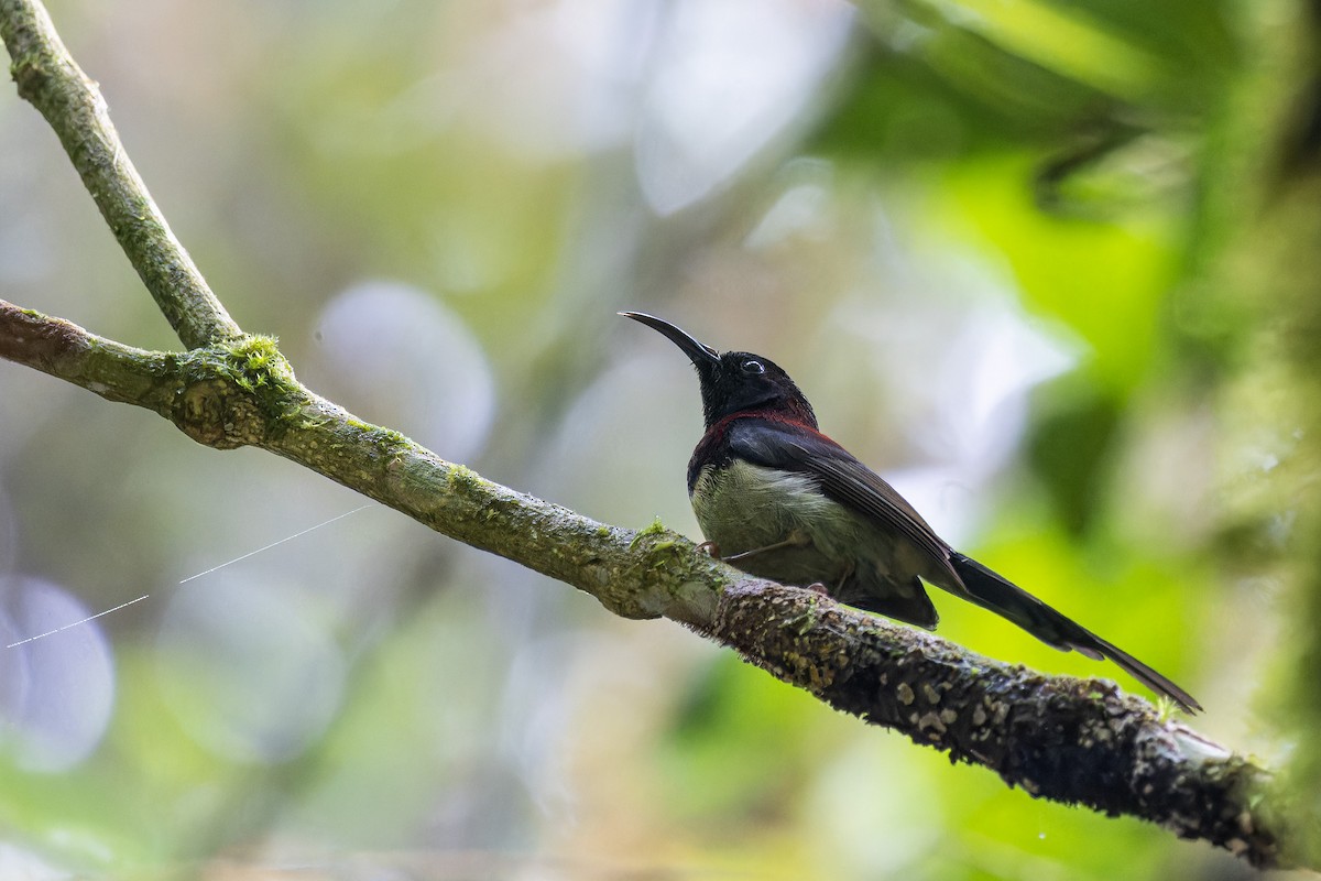 Black-throated Sunbird - ML618150191