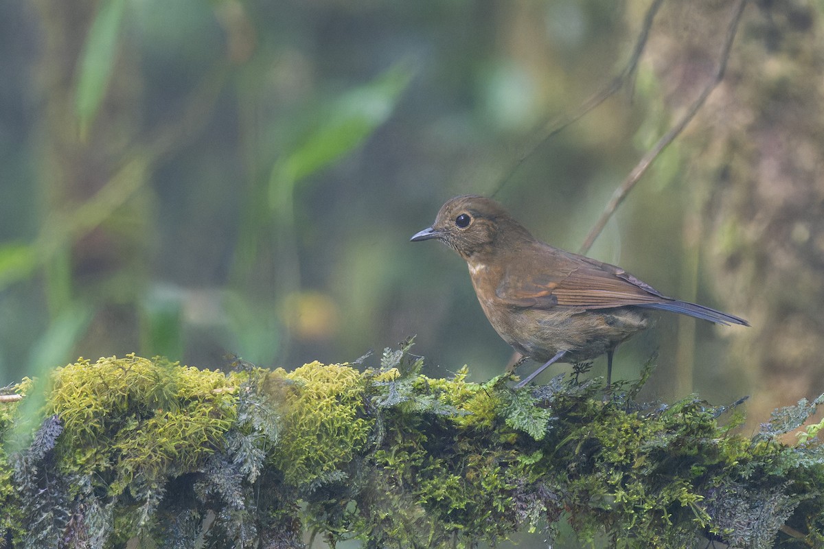 White-tailed Robin - Muangpai Suetrong