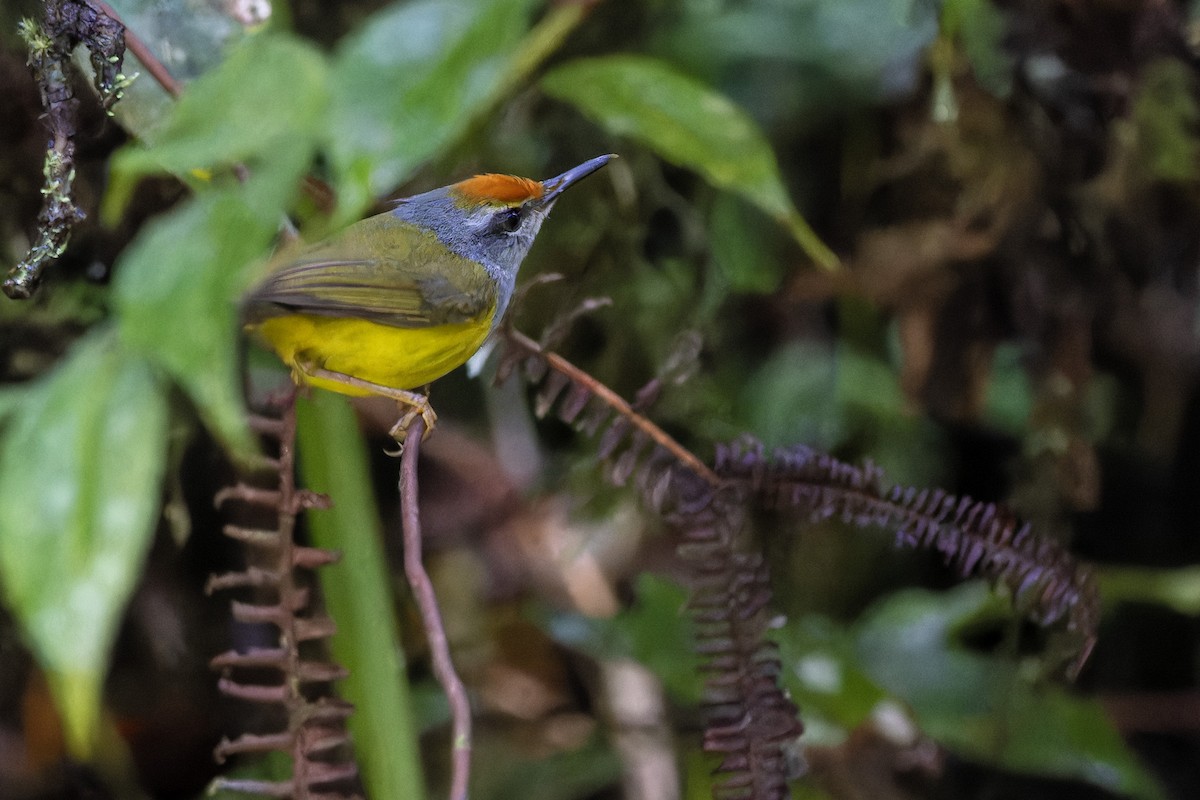 Mountain Tailorbird - ML618150208