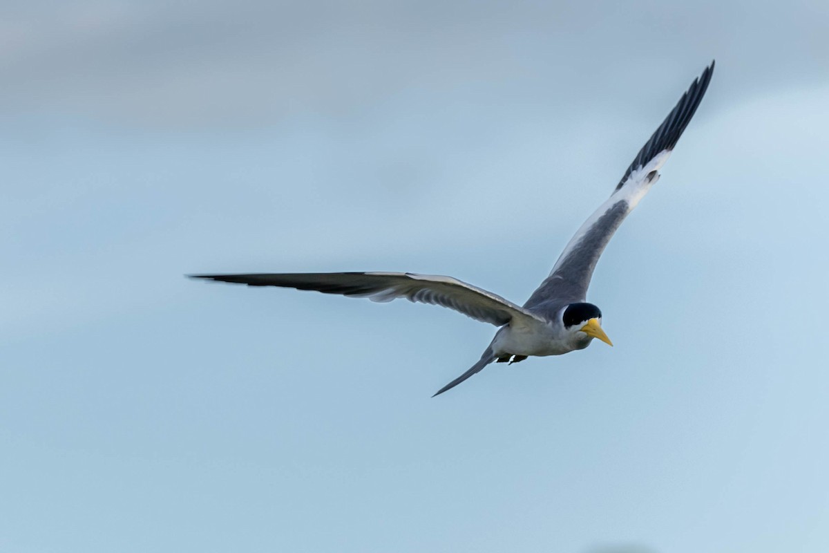 Large-billed Tern - Fernando Calmon