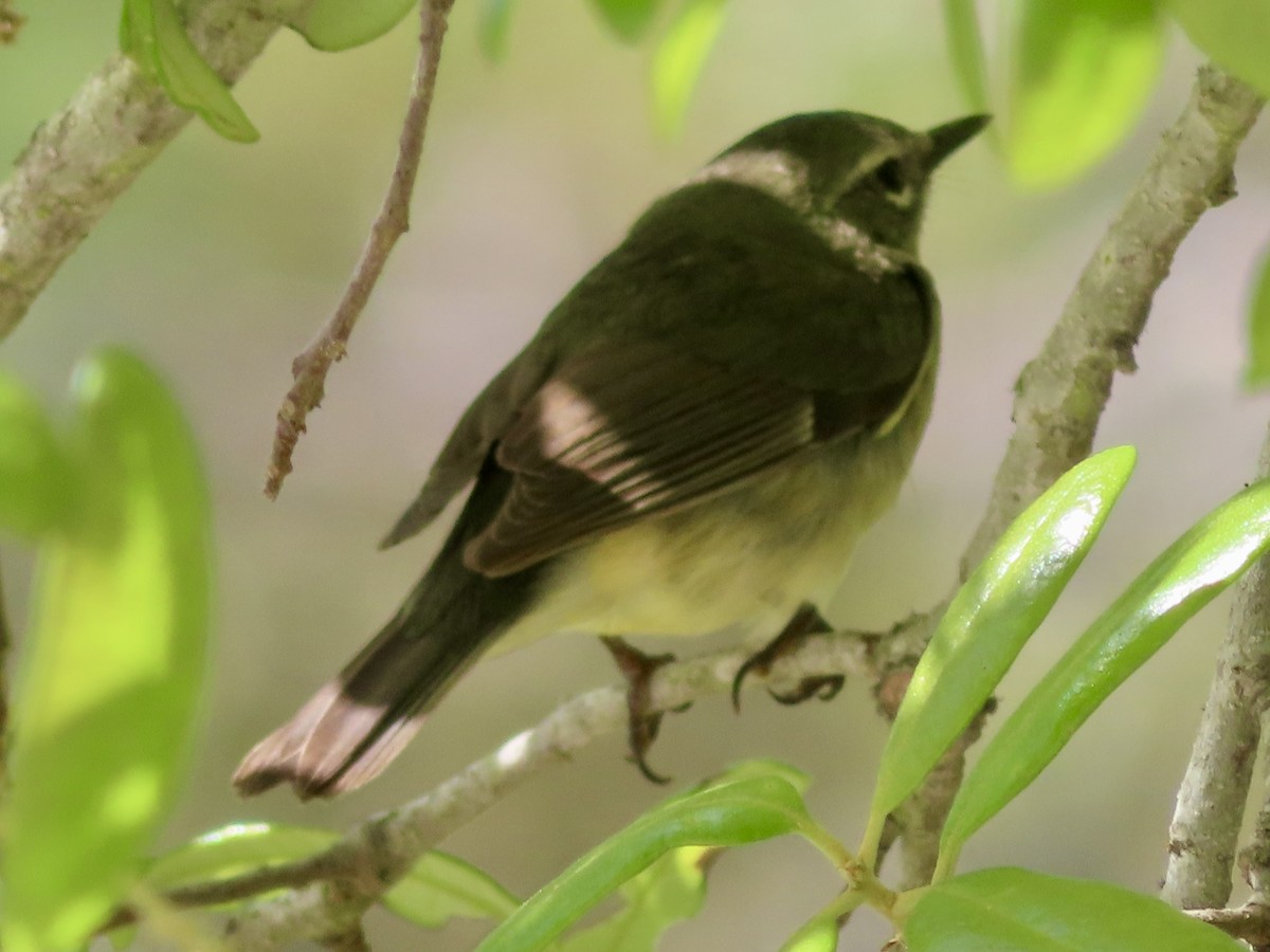 Black-throated Blue Warbler - ML618150219