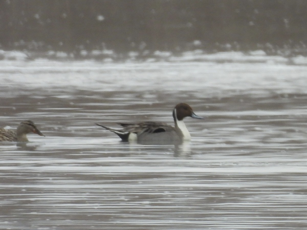 Northern Pintail - Ryan Gannon