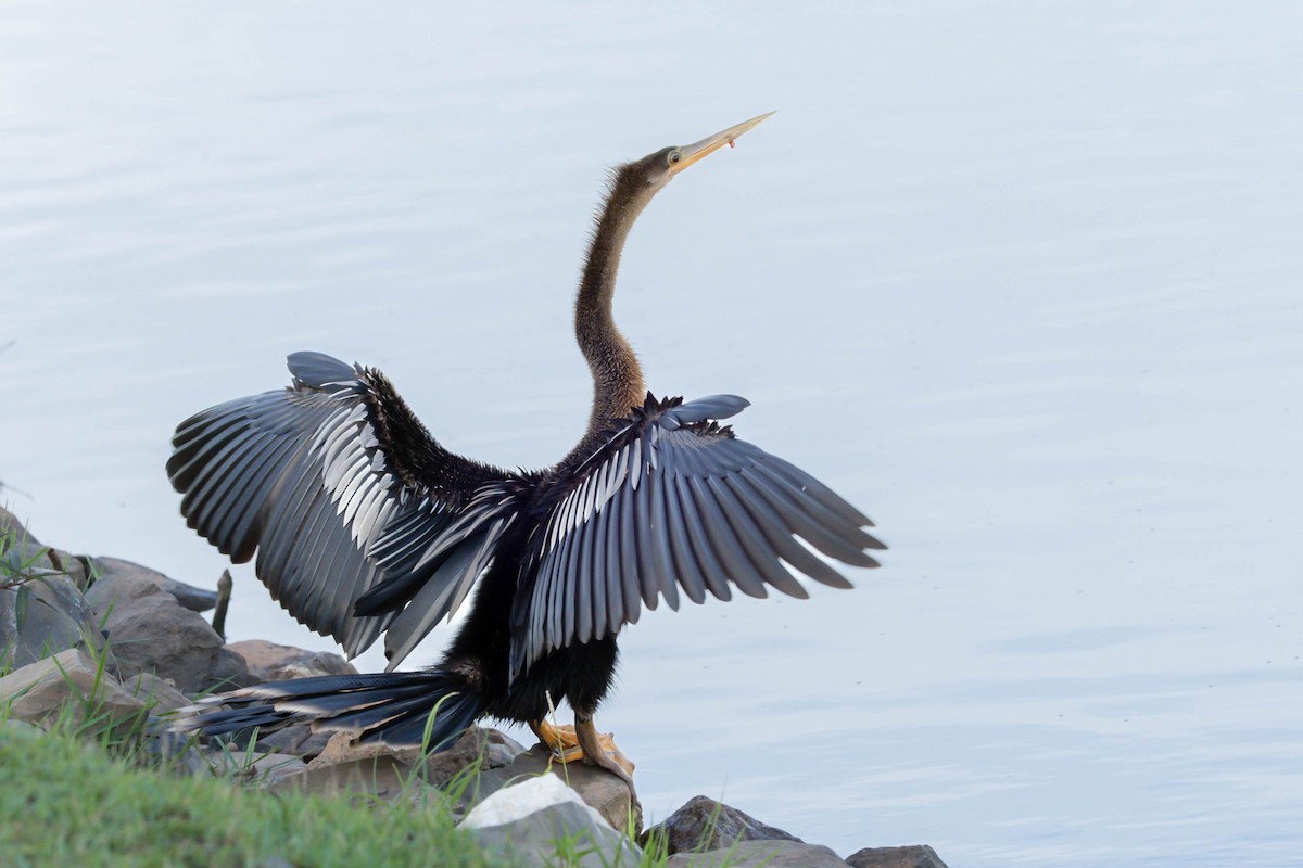 Anhinga - Fernando Calmon