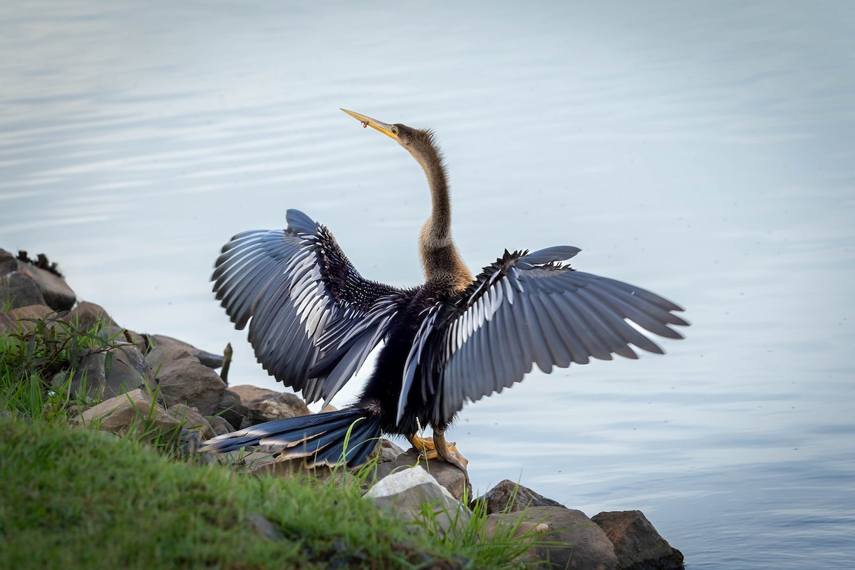 Anhinga - Fernando Calmon