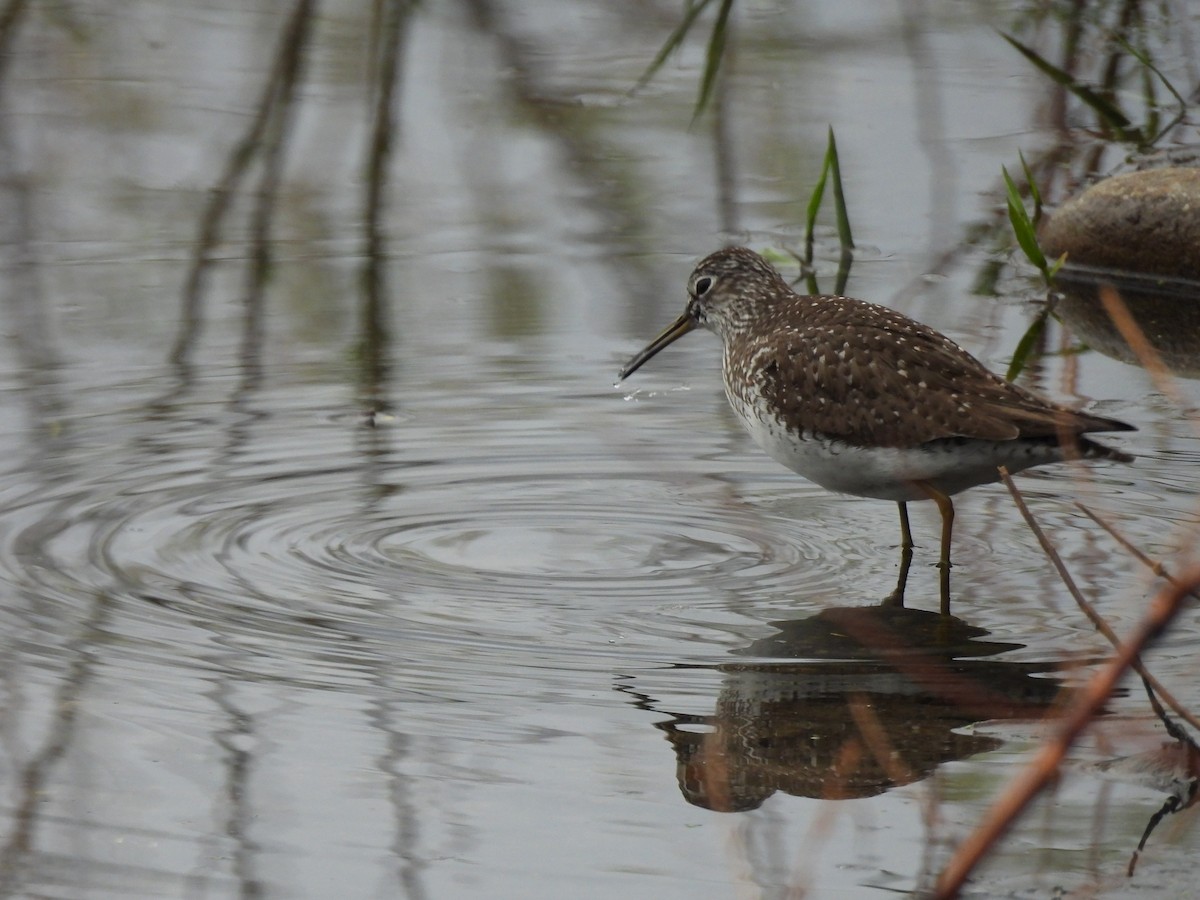 Solitary Sandpiper - Ryan Gannon