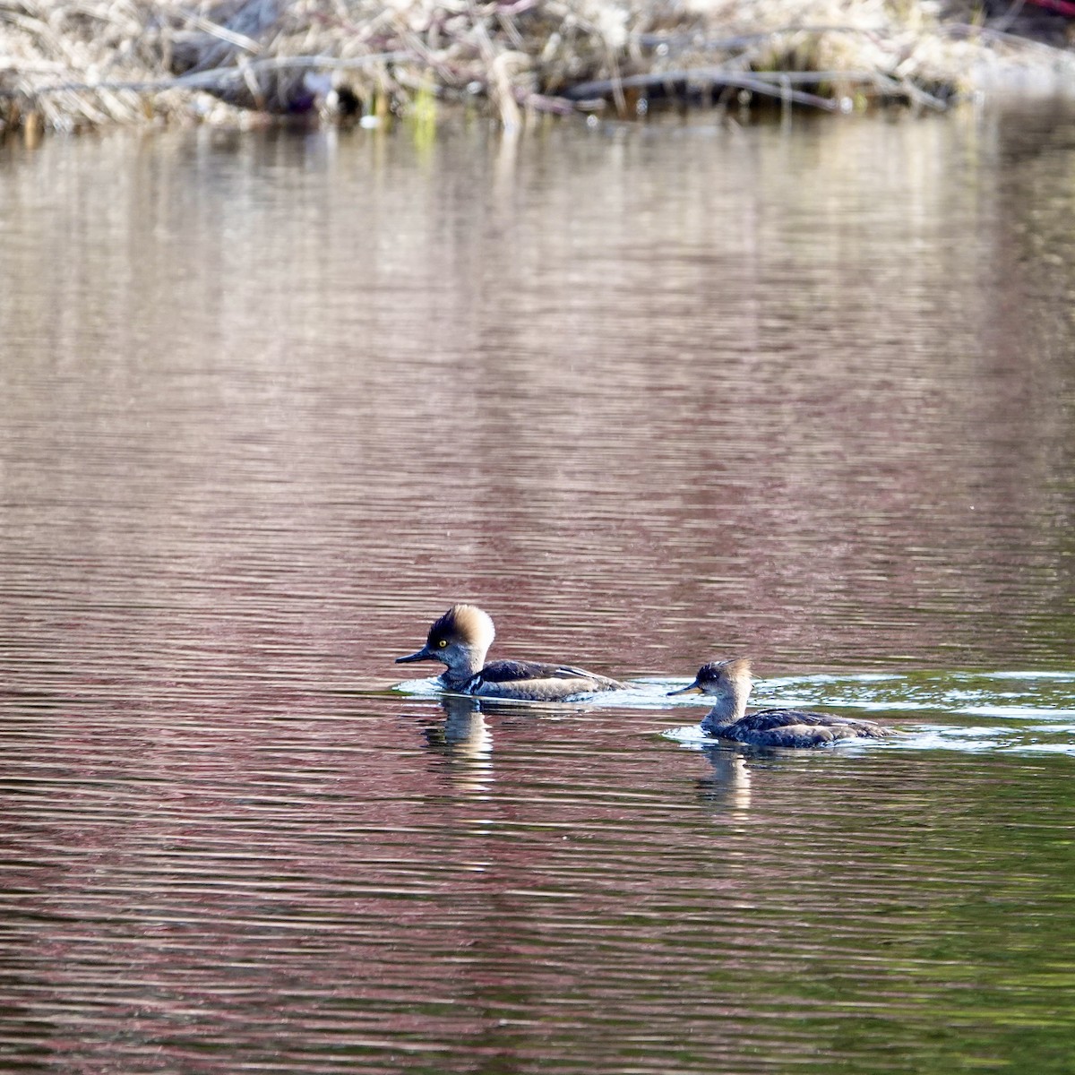 Hooded Merganser - Luce Chamard