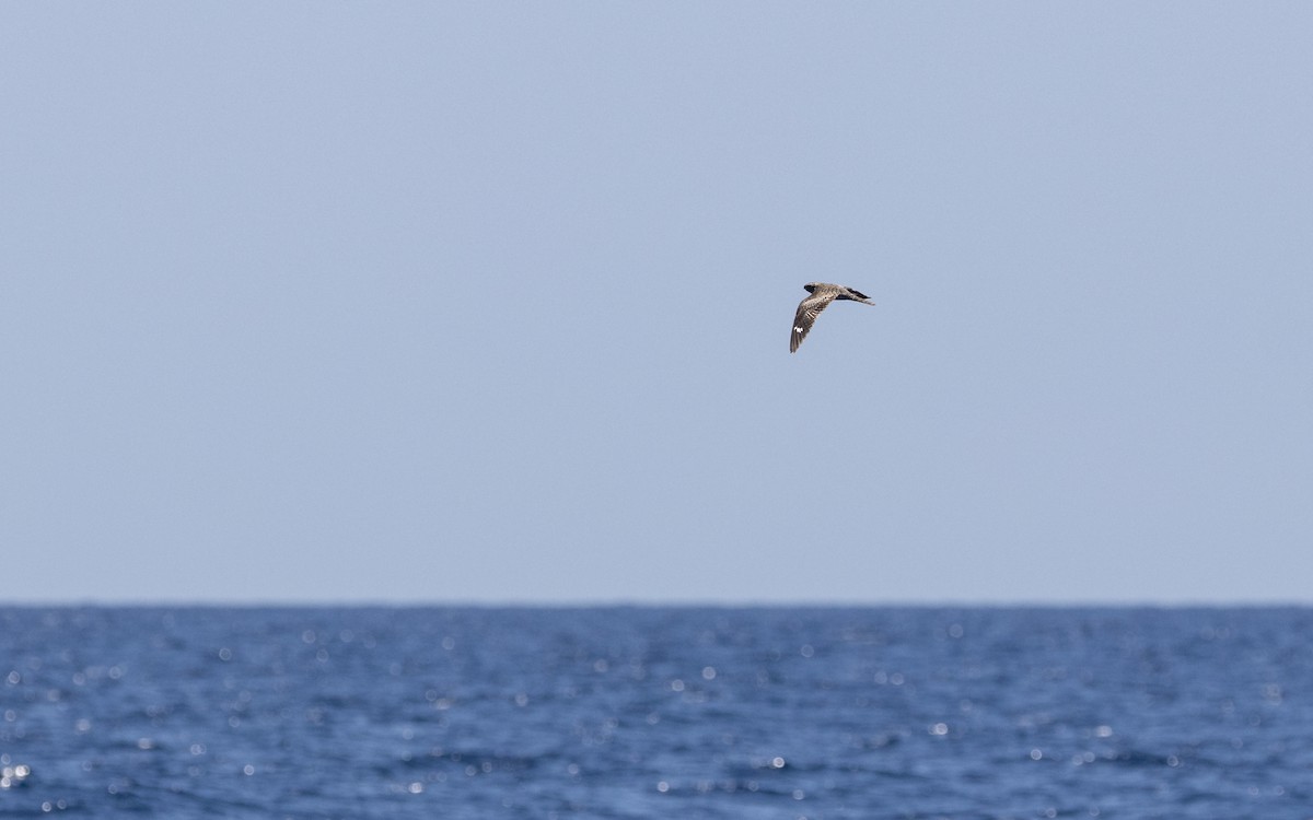 Common Nighthawk - Edwin Wilke