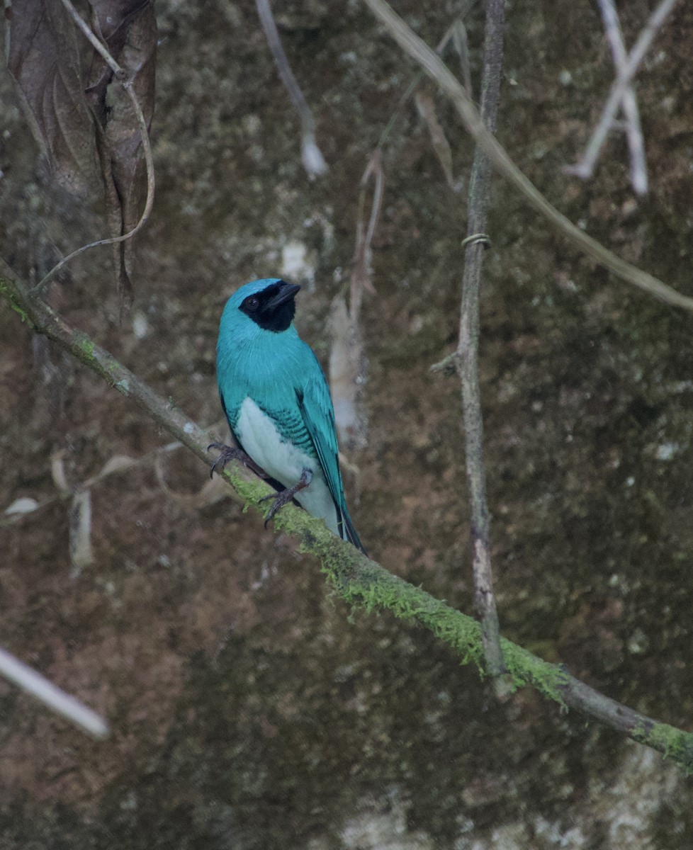 Swallow Tanager - Maria Isabel Mantilla Mantilla