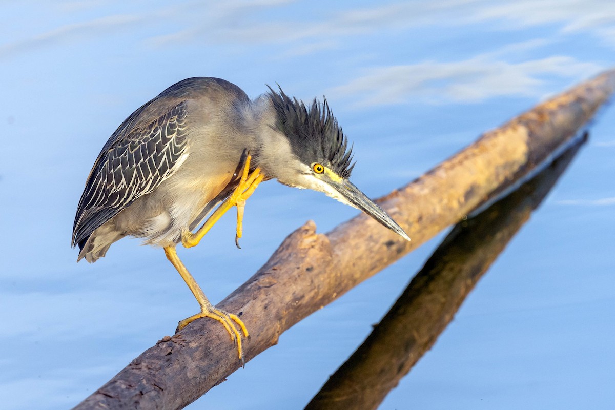 Striated Heron - Fernando Calmon