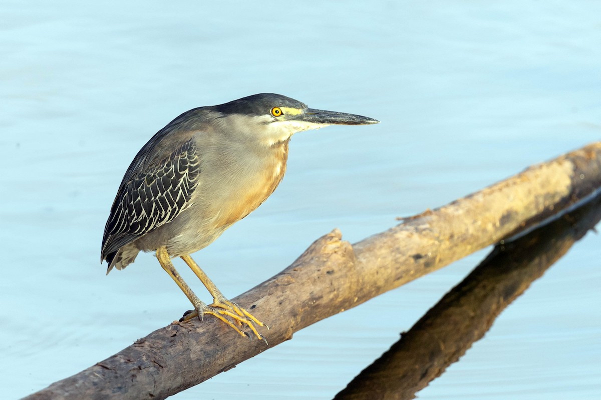 Striated Heron - Fernando Calmon