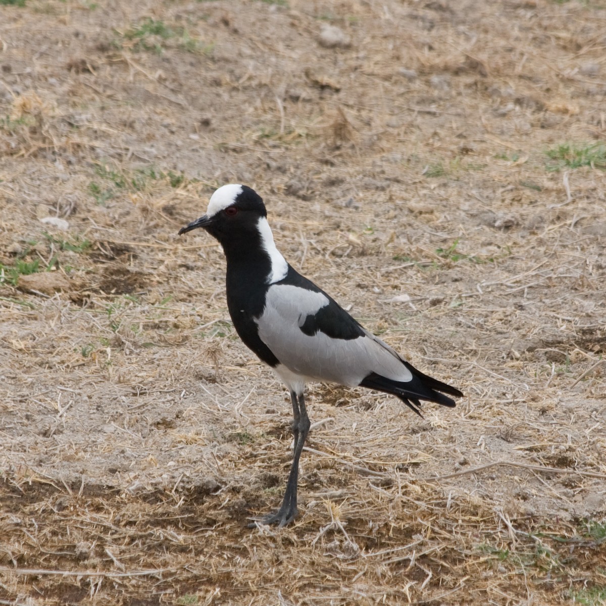 Blacksmith Lapwing - Tim Harrop