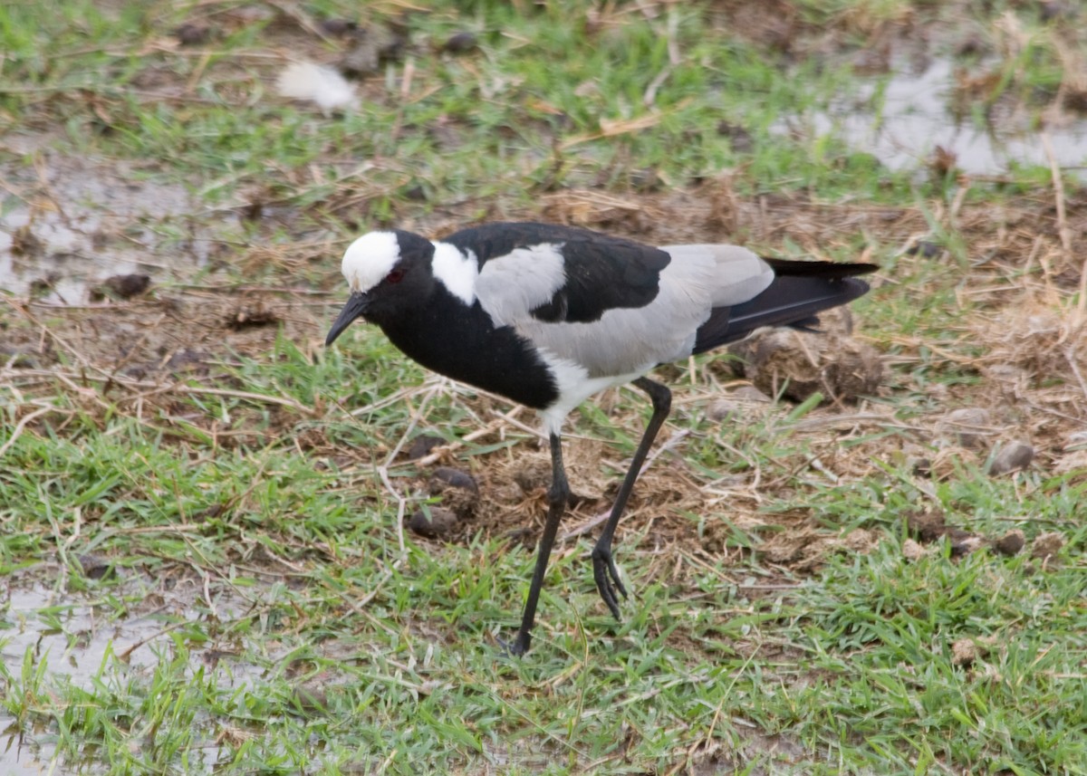 Blacksmith Lapwing - Tim Harrop