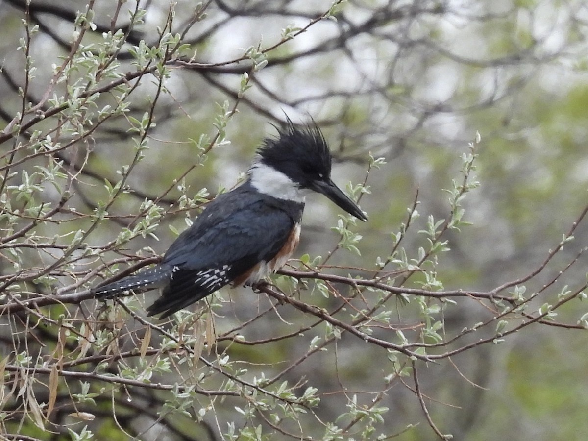 Belted Kingfisher - Ryan Gannon