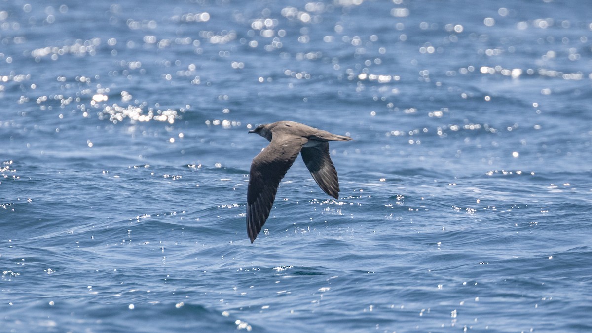 Parasitic Jaeger - Edwin Wilke