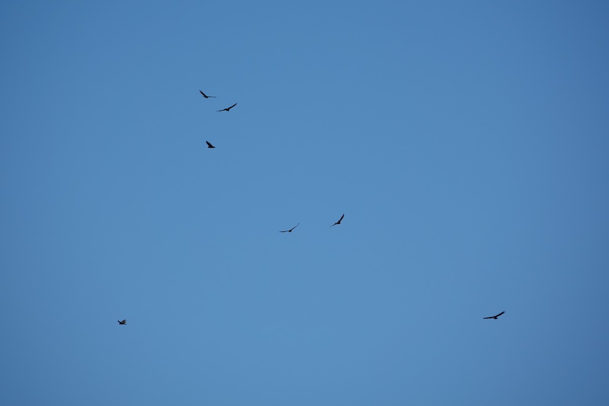 Turkey Vulture - Luce Chamard