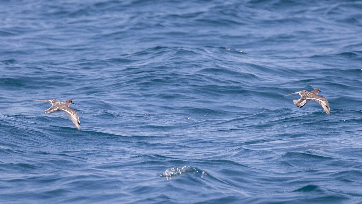 Red-necked Phalarope - Edwin Wilke