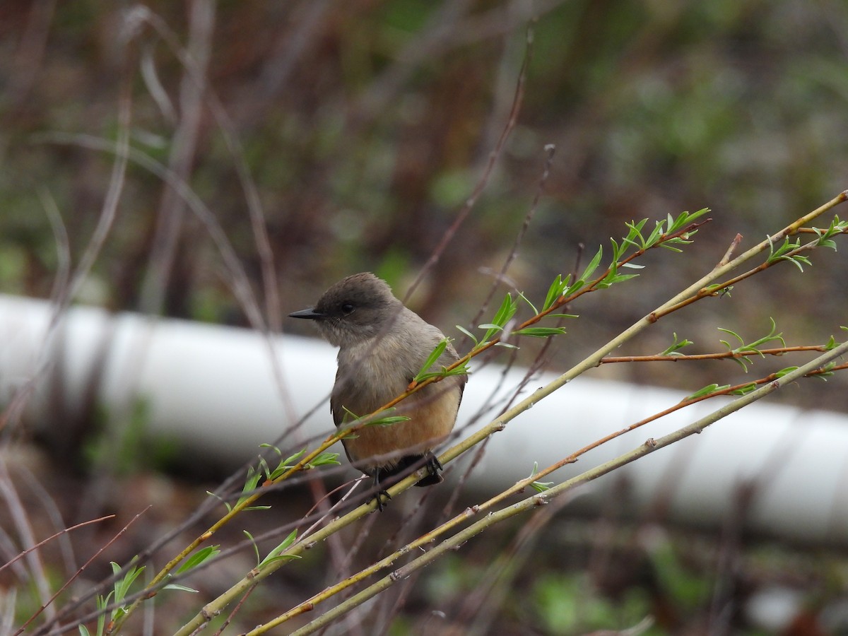 Say's Phoebe - Ryan Gannon