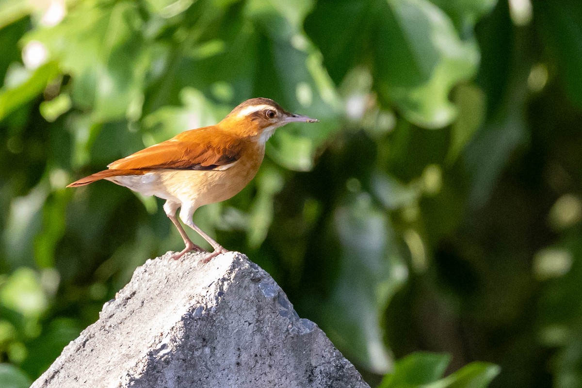 Pale-legged Hornero - Fernando Calmon