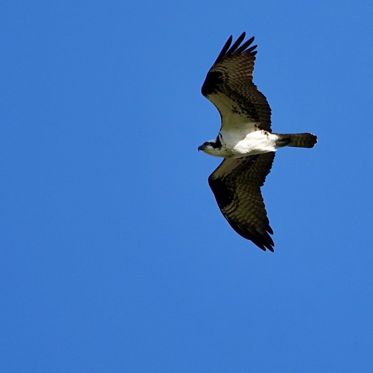 Osprey - Luce Chamard