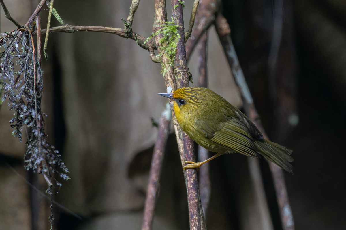 Golden Babbler - Muangpai Suetrong