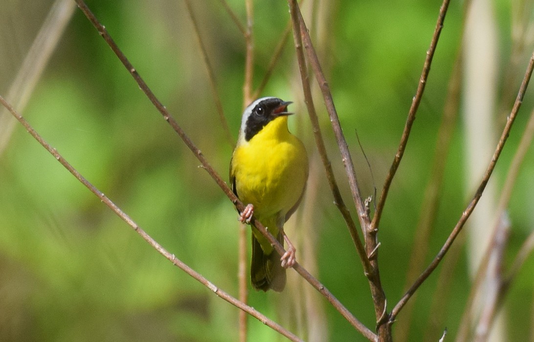 Common Yellowthroat - ML618150333