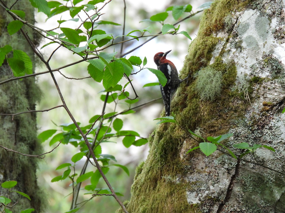 Red-breasted Sapsucker - Julie Riely