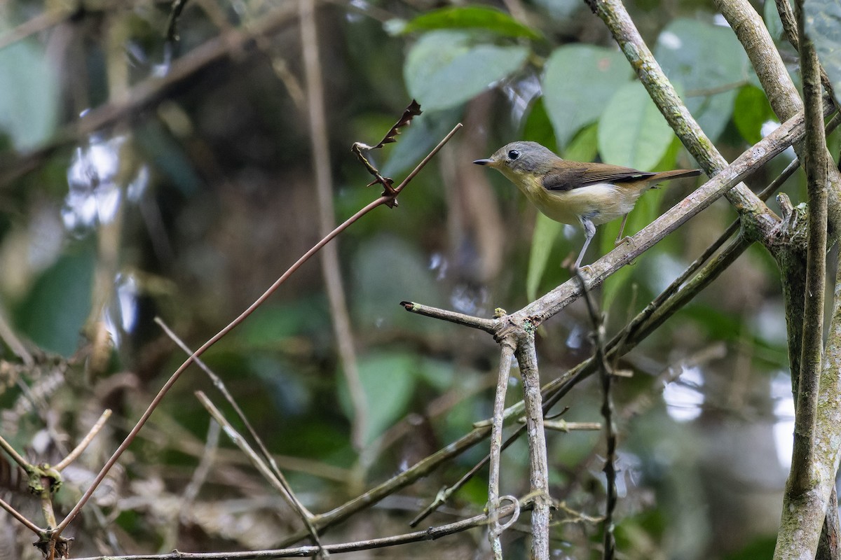 Pygmy Flycatcher - Muangpai Suetrong