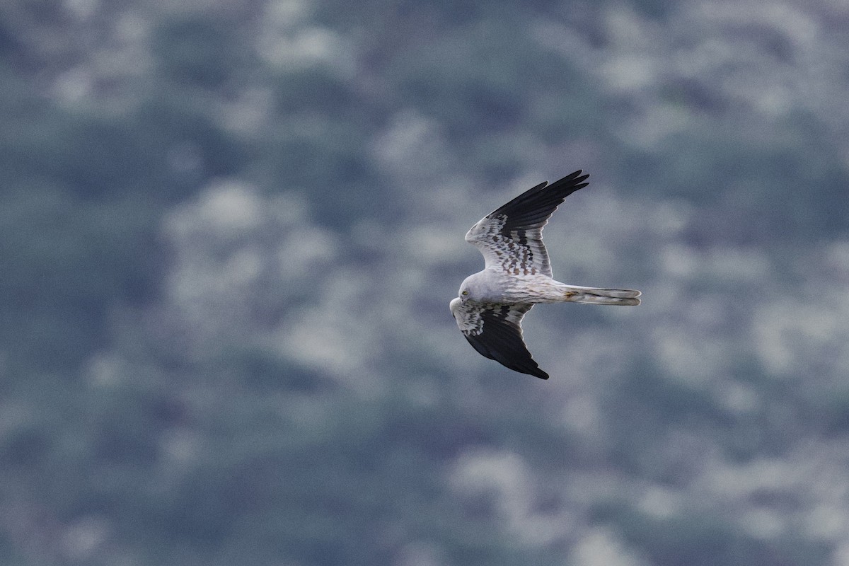 Montagu's Harrier - John Vieira