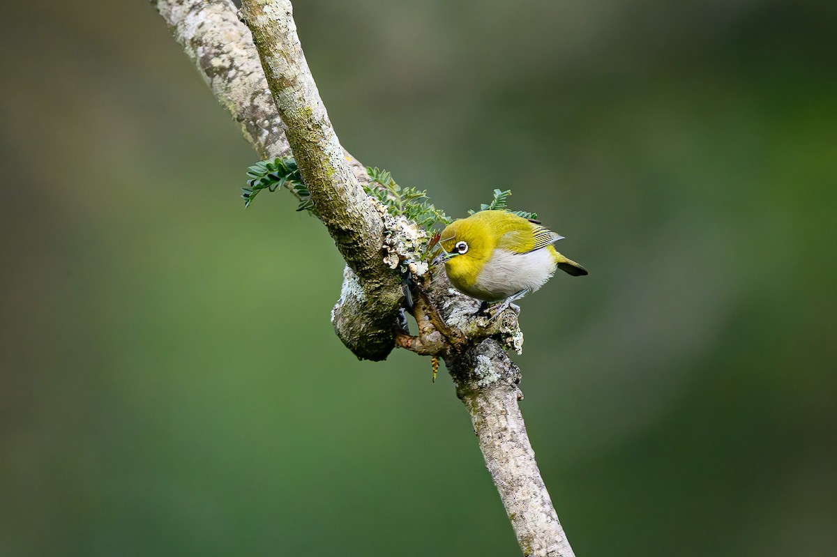 Indian White-eye - Sudhir Paul