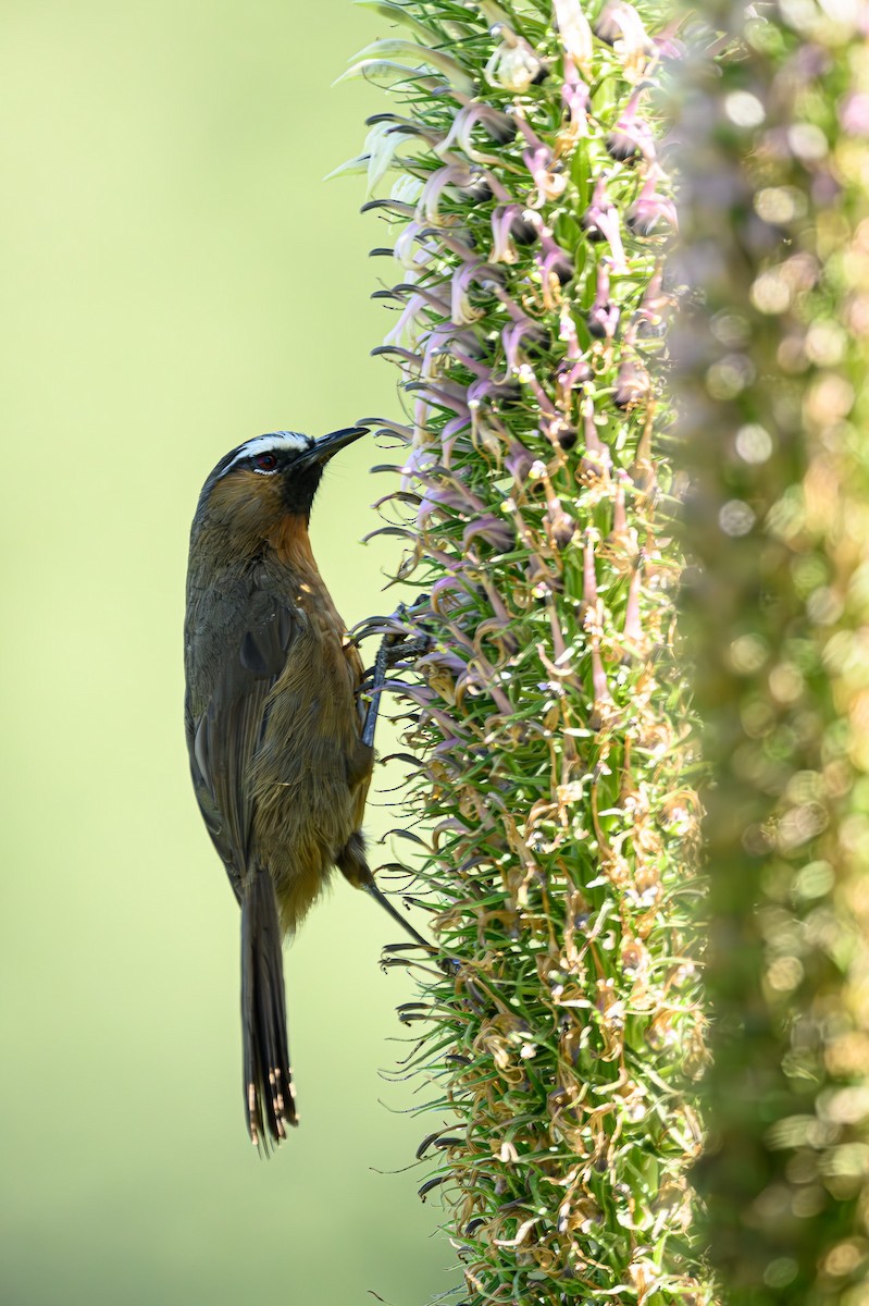 Nilgiri Laughingthrush - Sudhir Paul