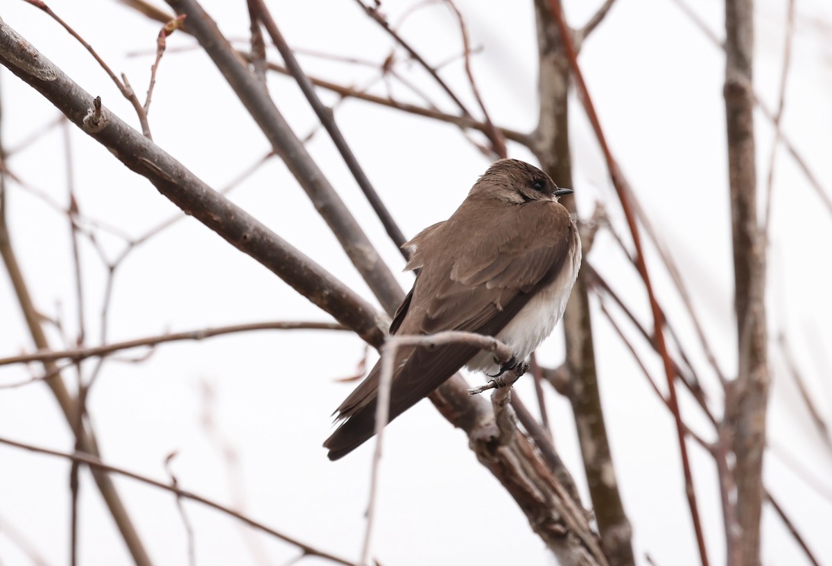 Northern Rough-winged Swallow - Marie Provost