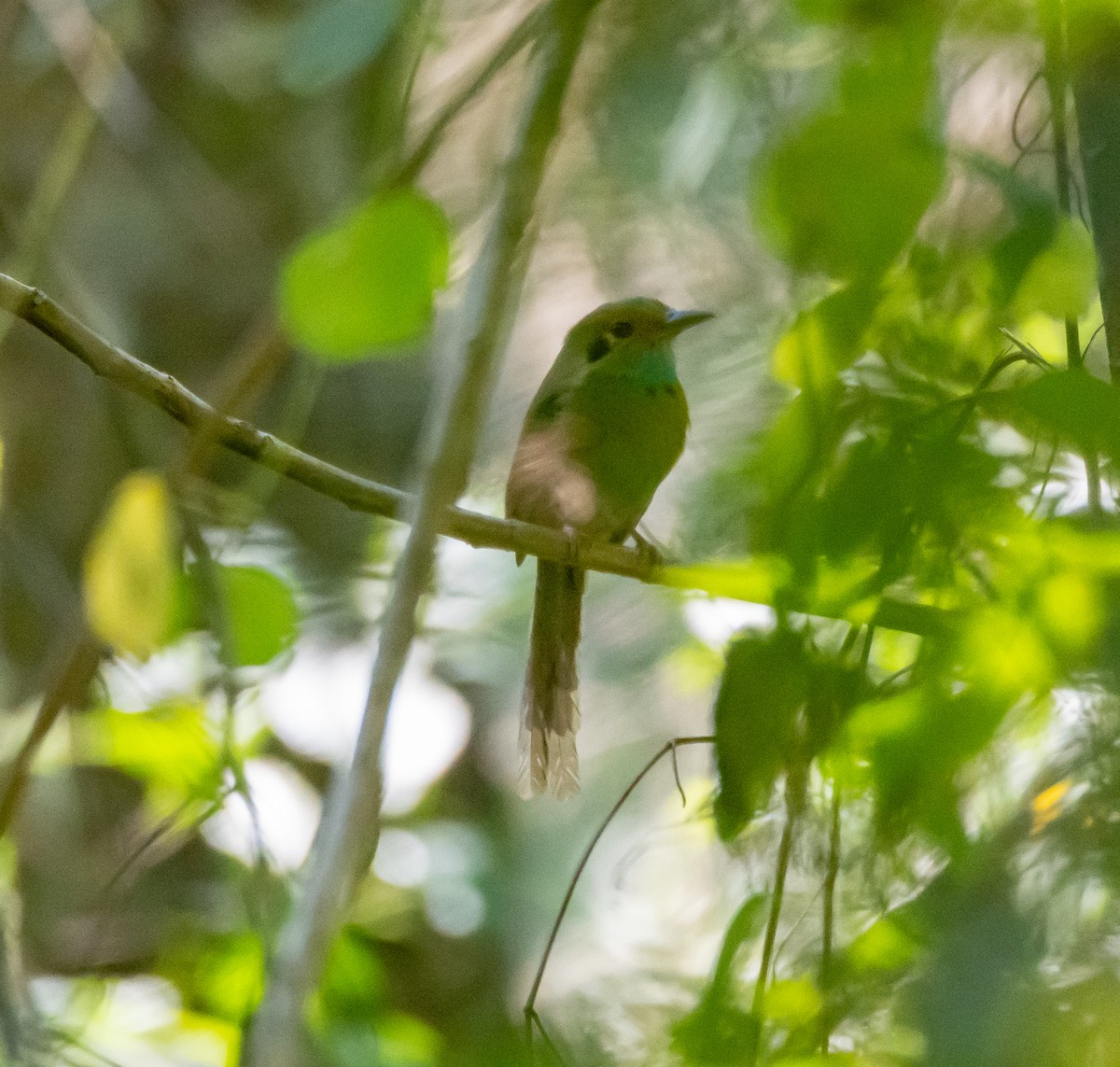 blåstrupemotmot - ML618150382