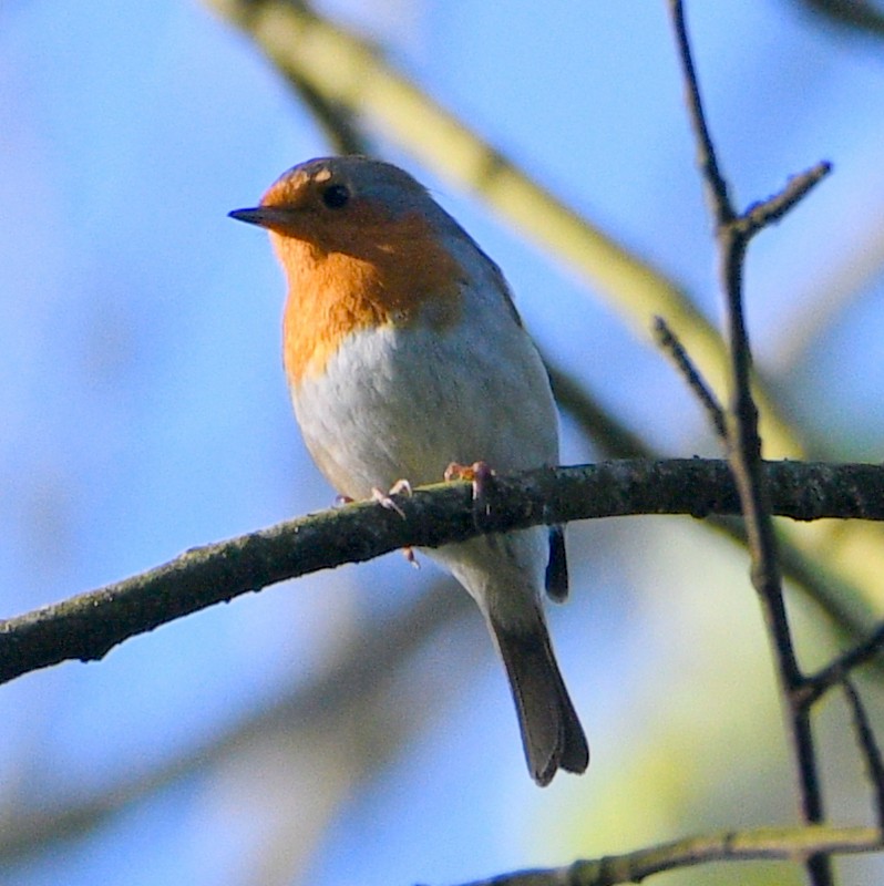 European Robin - ML618150385